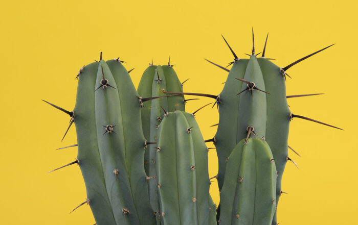 Cactus with spikes on a yellow background