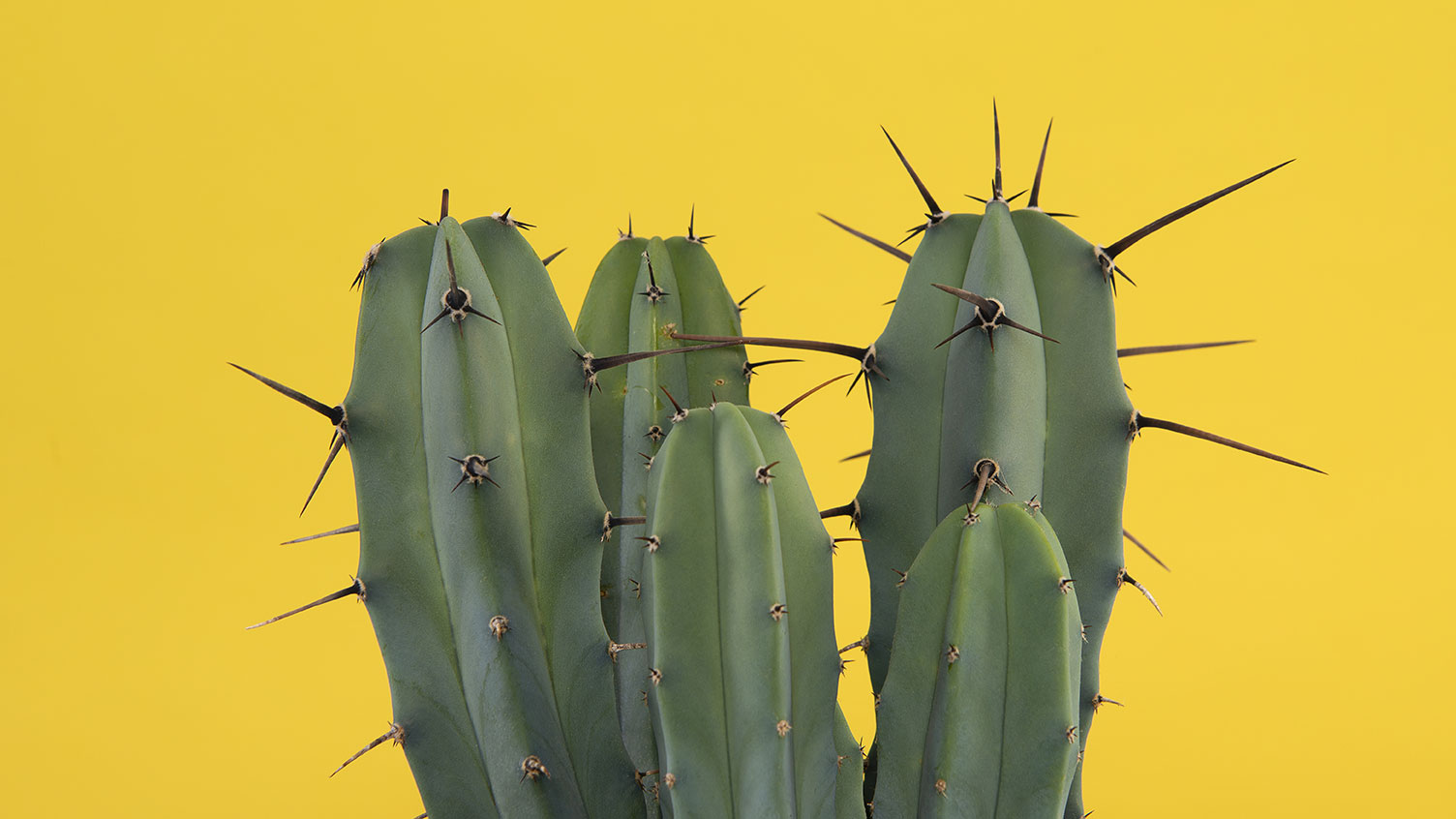 Cactus with spikes on a yellow background