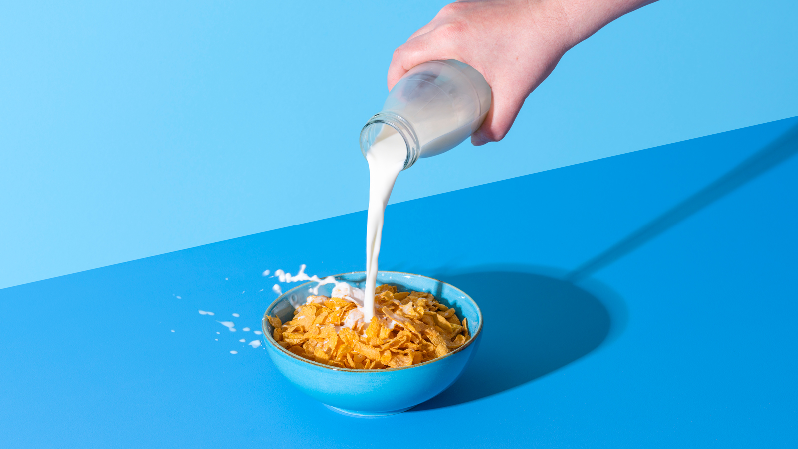 Pouring milk in a cereal bowl on a blue background. Cornflakes and milk.