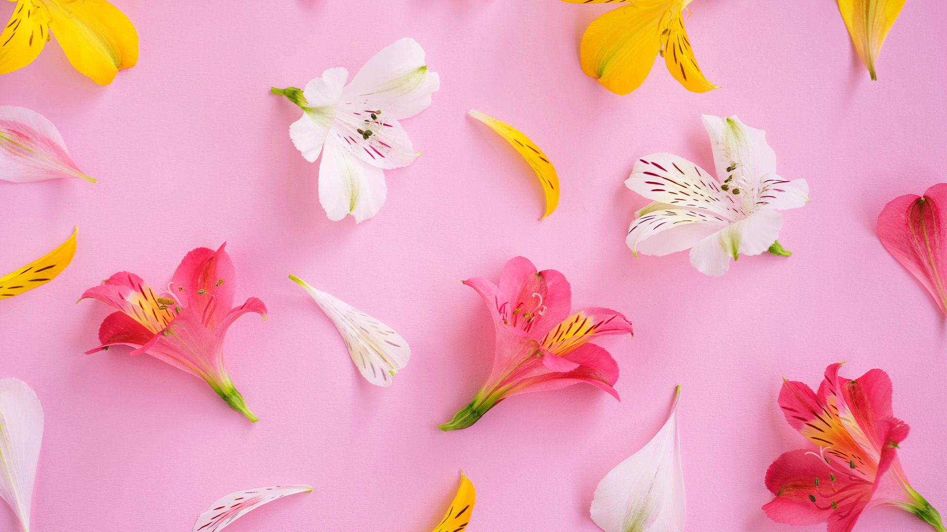 Pink, white and yellow alstroemeria flowers over pink background. Petals and flowers. Floral summer background.